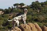 DALMATIEN 149